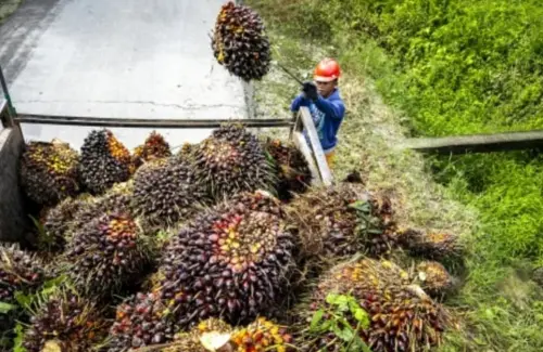 Petani Sawit Jambi Tolak Moratorium PKS Baru, Usulkan Kemitraan sebagai Solusi