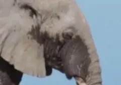 15 Gajah Mati Misterius di Amboseli, Dugaan Keracunan Pestisida Menguat