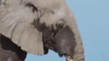 15 Gajah Mati Misterius di Amboseli, Dugaan Keracunan Pestisida Menguat