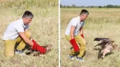 Elang Langka Serbia, Feliks, Dibebaskan Kembali ke Alam Liar Setelah Diselamatkan dari Penculikan