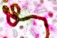 Vaksin Ebola Berlisensi Berpotensi Digunakan dalam Wabah Kongo