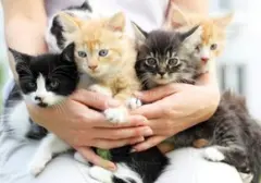 Peringati Hari Kucing Sedunia 8 Agustus: 5 Ide Perayaan Bermakna untuk Si Meong Kesayangan