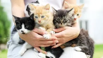 Peringati Hari Kucing Sedunia 8 Agustus: 5 Ide Perayaan Bermakna untuk Si Meong Kesayangan