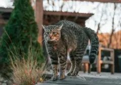 Strategi Jitu Mengatasi Kucing Tetangga yang 'Beraksi' di Pekarangan