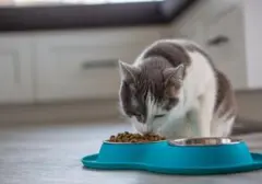 Enam Kesalahan Umum Pemberian Pakan Kucing yang Perlu Diwaspadai Pemilik