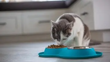 Enam Kesalahan Umum Pemberian Pakan Kucing yang Perlu Diwaspadai Pemilik