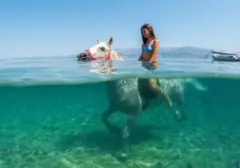 Wisata Berkuda di Laut Kroasia, Sensasi Unik Hadapi Gelombang Panas