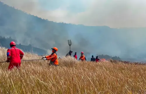 Api Unggun Diduga Jadi Pemicu Kebakaran Sabana Bromo