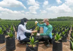 PTPN Group Catat Kinerja Gemilang, Penjualan Tembus Rp29 Triliun di Semester I-2026