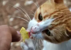 Bahaya Tersembunyi: 7 Makanan yang Wajib Dihindari Kucing