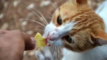 Bahaya Tersembunyi: 7 Makanan yang Wajib Dihindari Kucing