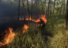 Kebakaran Lahan di Bangka Tengah Capai 118 Hektare dalam Dua Bulan