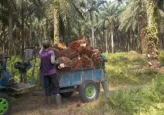 Petani Sawit Terancam Krisis Akibat Kenaikan Harga BBM dan Kelangkaan Pupuk