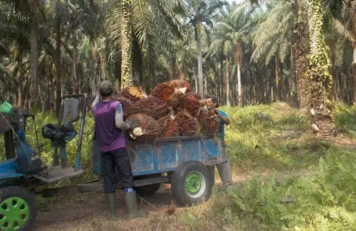 Petani Sawit Terancam Krisis Akibat Kenaikan Harga BBM dan Kelangkaan Pupuk