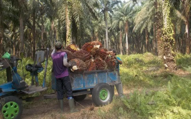 Petani Sawit Terancam Krisis Akibat Kenaikan Harga BBM dan Kelangkaan Pupuk