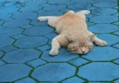 Waspadai 7 Sinyal Kucing Anda Mengalami Stres, Bukan Sekadar Rewel
