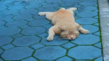 Waspadai 7 Sinyal Kucing Anda Mengalami Stres, Bukan Sekadar Rewel