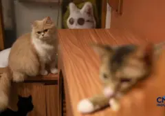 Lebih dari Sekadar Teman Bermain: 7 Manfaat Ilmiah Memelihara Kucing di Rumah