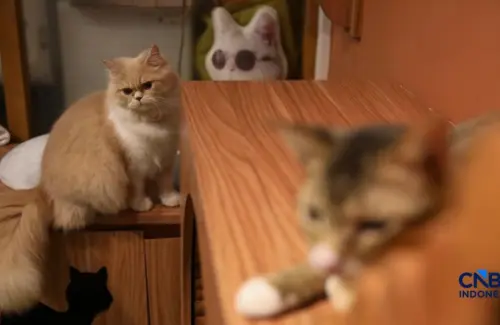 Lebih dari Sekadar Teman Bermain: 7 Manfaat Ilmiah Memelihara Kucing di Rumah