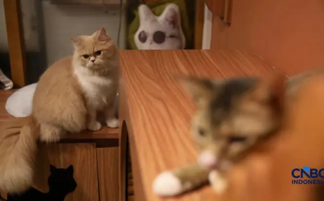 Lebih dari Sekadar Teman Bermain: 7 Manfaat Ilmiah Memelihara Kucing di Rumah