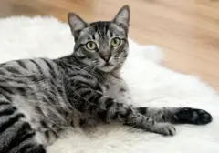 Menguak Rahasia Komunikasi Kucing: Memahami Bahasa Tubuh yang Penuh Makna