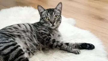 Menguak Rahasia Komunikasi Kucing: Memahami Bahasa Tubuh yang Penuh Makna