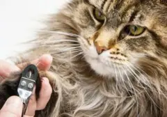 Panduan Lengkap Memotong Kuku Kucing untuk Menghindari Cedera dan Stres