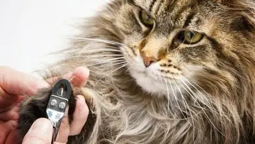 Panduan Lengkap Memotong Kuku Kucing untuk Menghindari Cedera dan Stres