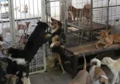 Korea Utara Dorong Konsumsi Daging Anjing Hadapi Gelombang Panas Ekstrem