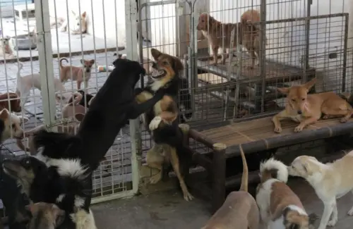 Korea Utara Dorong Konsumsi Daging Anjing Hadapi Gelombang Panas Ekstrem