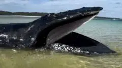 Paus Bungkuk Ditemukan Terdampar di Pantai Queensland, Berhasil Selamat Berkat Pasang Surut