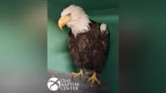 Elang Botak Terkenal California, Jackie, Meninggal Dunia Setelah Berjuang di Perawatan Intensif