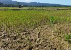 El Nino 2026 Muncul dengan Kekuatan Tak Terduga, Ilmuwan Terheran