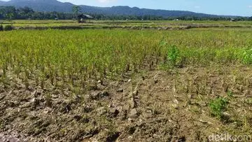 El Nino 2026 Muncul dengan Kekuatan Tak Terduga, Ilmuwan Terheran