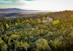 Hutan Kuno 400 Tahun: Potensi Medis Tersembunyi untuk Pemulihan Pasien