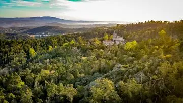 Hutan Kuno 400 Tahun: Potensi Medis Tersembunyi untuk Pemulihan Pasien