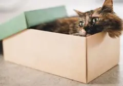 Waspadai 4 Gejala Stres pada Kucing Anda