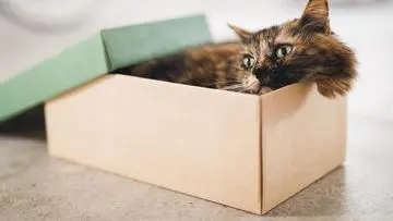 Waspadai 4 Gejala Stres pada Kucing Anda