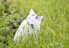 Menguak Alasan Kucing Liar 'Mampir' ke Halaman Rumah Anda
