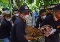 Harimau Sumatra Dievakuasi Setelah Memangsa Ternak Warga di Bengkulu