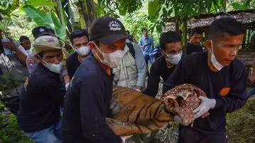 Harimau Sumatra Dievakuasi Setelah Memangsa Ternak Warga di Bengkulu
