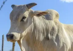 Dokter PNS Terlibat Insiden Tabrak Sapi di India, Berujung Pengeroyokan dan Perusakan Mobil