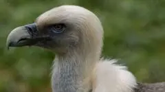 Nasib Burung Nasar di Nigeria: Ancaman Kepunahan dan Perjuangan Sang 'Raja Burung Nasar'
