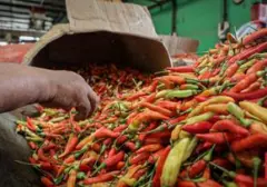 Studi Ungkap Konsumsi Cabai Rutin Berpotensi Perpanjang Usia
