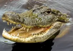 Pemuda Gagah Berani Selamatkan Turis dari Serangan Buaya di Sungai