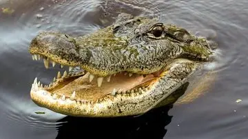 Pemuda Gagah Berani Selamatkan Turis dari Serangan Buaya di Sungai