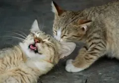 Lima Pemicu Stres Kucing yang Sering Terlewatkan Pemilik