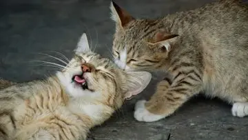 Lima Pemicu Stres Kucing yang Sering Terlewatkan Pemilik