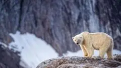 Warga Svalbard Didenda Akibat Mengganggu Beruang Kutub dengan Klakson Kabut