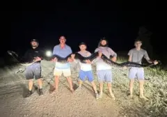 Piton Burma: Ancaman Predator di Florida yang Sulit Diberantas